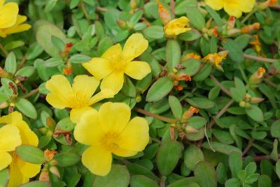 SunDome™ Portulaca Yellow 
