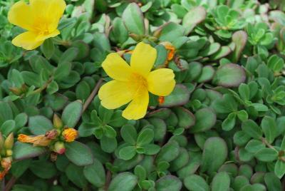 SunDance™ Portulaca Gold 