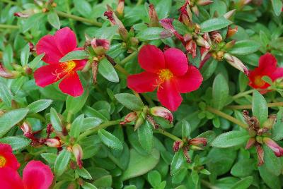 SunDome™ Portulaca Red 