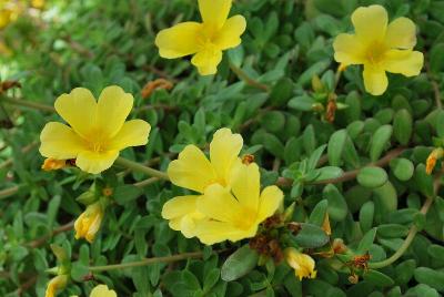 SunDance™ Portulaca Lemon 