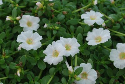 SunDance™ Portulaca White 