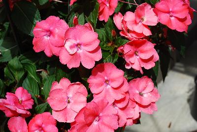 Sakata Ornamentals: SunPatiens® Impatiens Spreading Shell Pink 