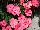 SunPatiens® Impatiens Spreading Shell Pink 