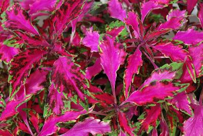  Coleus 'Pink Chaos'