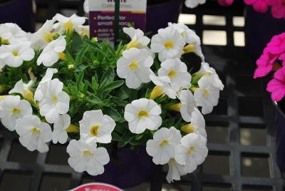 CaliPetite® Calibrachoa White 