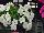 Sakata Ornamentals: Calibrachoa  'White' 