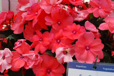 Sakata Ornamentals: SunPatiens® Impatiens Compact Pink Coral 