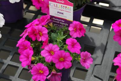 Sakata Ornamentals: CaliPetite® Calibrachoa Pink 