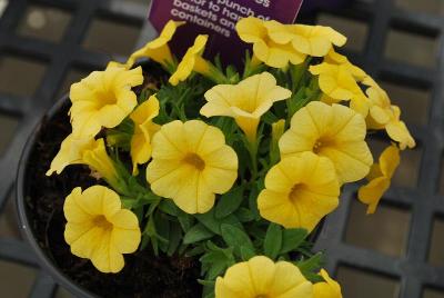 CaliPetite® Calibrachoa Yellow 