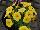 Sakata Ornamentals: Calibrachoa  'Yellow' 