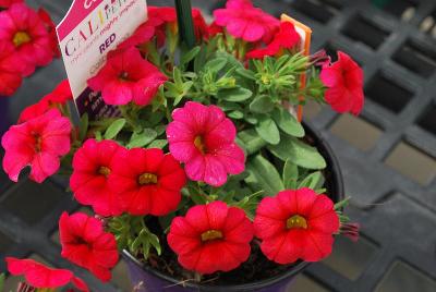 Sakata Ornamentals: CaliPetite® Calibrachoa Red 