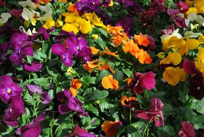 ColorMax Viola 'Mix'