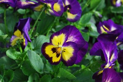 ColorMax Viola Berry Pie