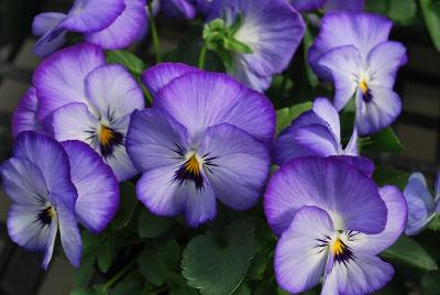 ColorMax Viola 'Icy Blue'