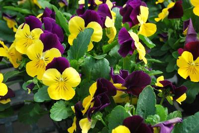 ColorMax Viola 'Yellow jump Up'