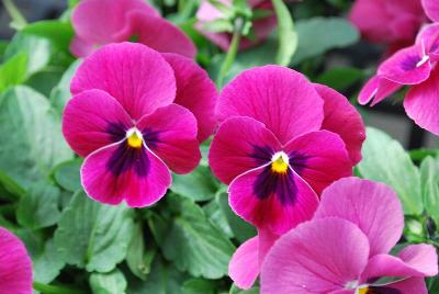 Sakata Ornamentals: ColorMax Viola Rose with Blotch 