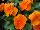 ColorMax Viola Clear Orange 