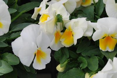 ColorMax Viola 'Popcorn'