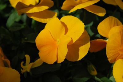 Sakata Ornamentals: ColorMax Viola Clear Yellow 