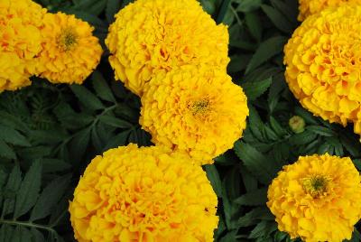 Proud Mari Marigold Gold 