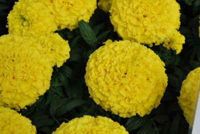 Proud Mari Marigold Yellow 