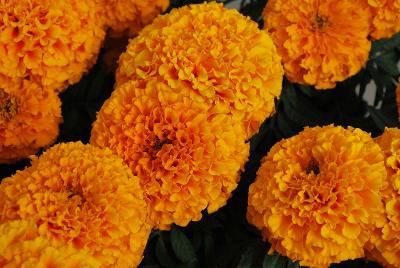 Proud Mari Marigold 'Orange'
