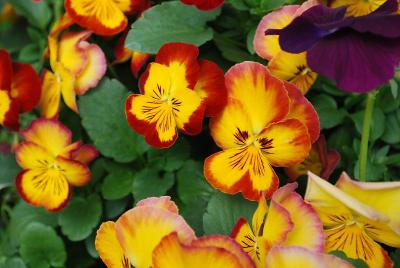 Ultima Pansy Radiance Red 
