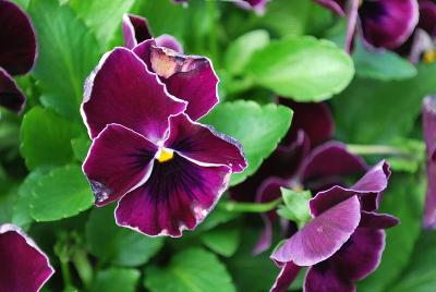 Ultima Pansy Purple Lace 