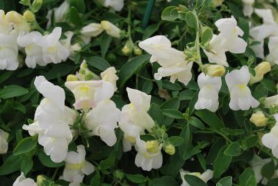 Candy Showers Snapdragon 'White'