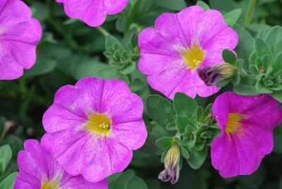 Sakata Ornamentals: SuperCal® Petunia Grape 