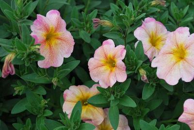 Sakata Ornamentals: SuperCal® Petunia Salmon Glow 