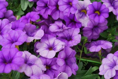 CaliPetite® Calibrachoa Mid Blue 