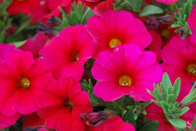 Sakata Ornamentals: SuperCal® Petunia Cherry Improved 