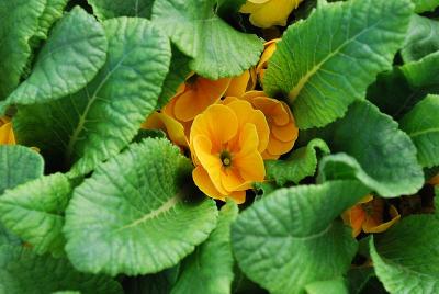 Danessa Primula Golden Shades 