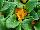 Danessa Primula Golden Shades 