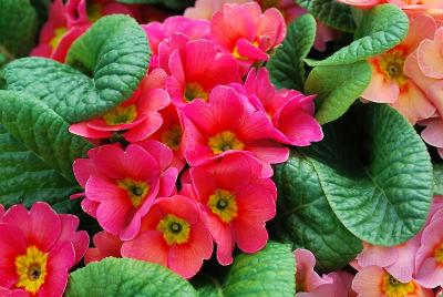 Danessa Primula Apricot with Rose Eye 