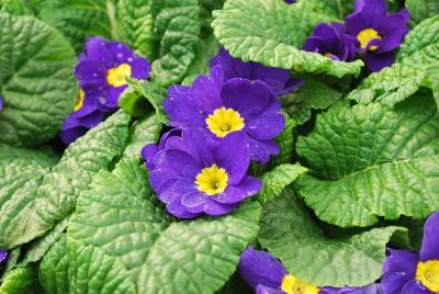 Danessa Primula Blue 