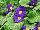 Danessa Primula Blue 