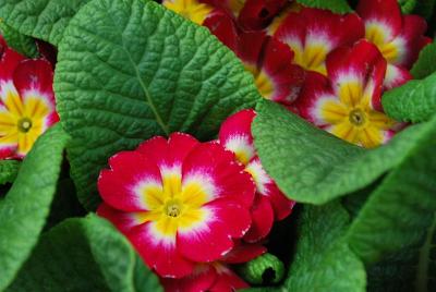 Danessa Primula Rose Bicolor 