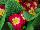 Danessa Primula Rose Bicolor 
