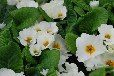 Danessa Primula White 