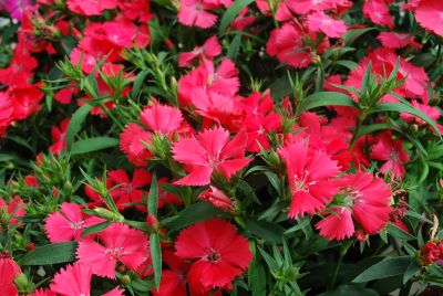 Sakata Ornamentals: Diamond Dianthus Coral 