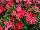 Sakata Ornamentals: Dianthus  'Coral' 