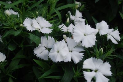 Sakata Ornamentals: Diamond Dianthus White 
