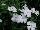 Sakata Ornamentals: Dianthus  'White' 
