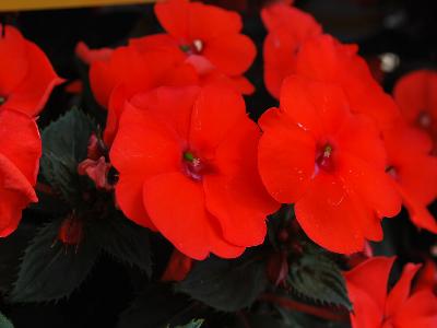 Sunpatiens Impatiens Compact Hot Coral 