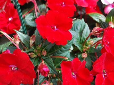 Sakata Ornamentals: Sunpatiens Impatiens Compact Red 