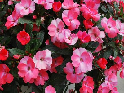 Sakata Ornamentals: Sunpatiens Impatiens Spreading Pink Flash 