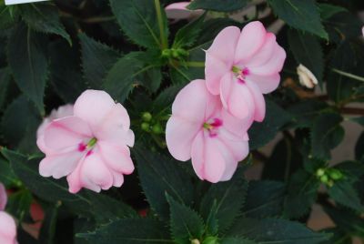 Sakata Ornamentals: SunPatiens® Impatiens Vigorous Blush Pink 