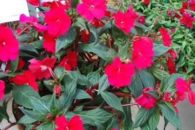 Sakata Ornamentals: SunPatiens® Impatiens Spreading Carmine Red 